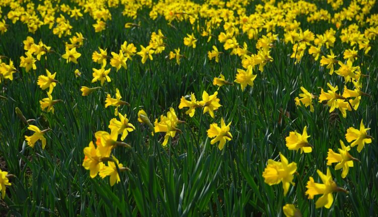 2025 Nergis Festivali Ne Zaman