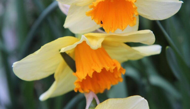 Birine Nergis Vermek Ne Anlama Gelir? Duygusal Mesajı