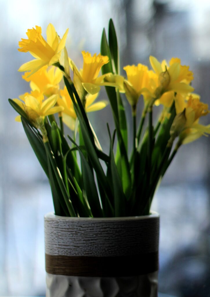 Evde Nergis Çiçeği Nasıl Bakılır? Adım Adım Bakım Rehberi