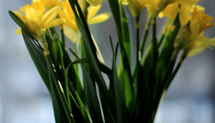 Evde Nergis Çiçeği Nasıl Bakılır? Adım Adım Bakım Rehberi