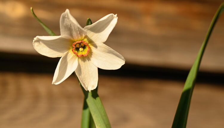 Eylülde Nergis Açar mı? Nergis Mevsimi Hakkında Bilmeniz Gerekenler