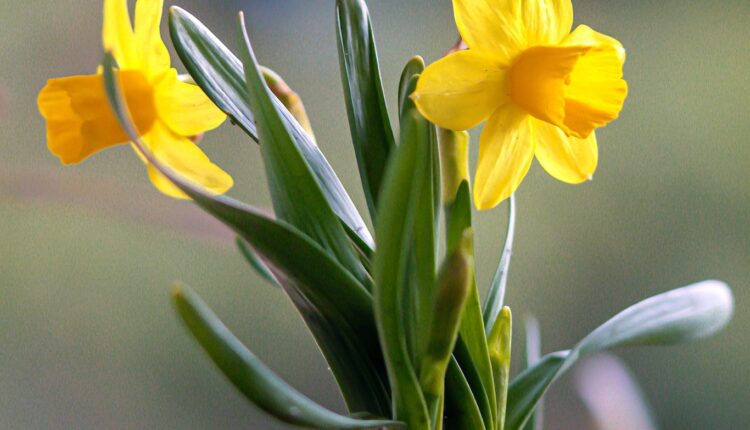 Nergis Çiçeği Anlamı ve Peygamber Efendimiz ile Bağlantısı