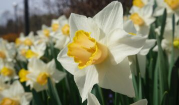 Nergis Çiçeği Festivali Ne Zaman? Etkinlik Takvimi ve Detaylar