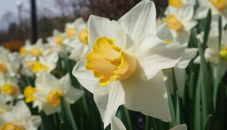 Nergis Çiçeği Festivali Ne Zaman? Etkinlik Takvimi ve Detaylar