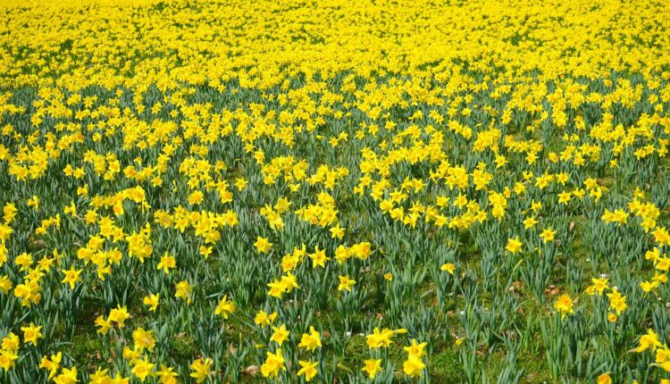 Nergis Çiçeği Hangi Ayda Çıkar ve Ne Kadar Sürer?