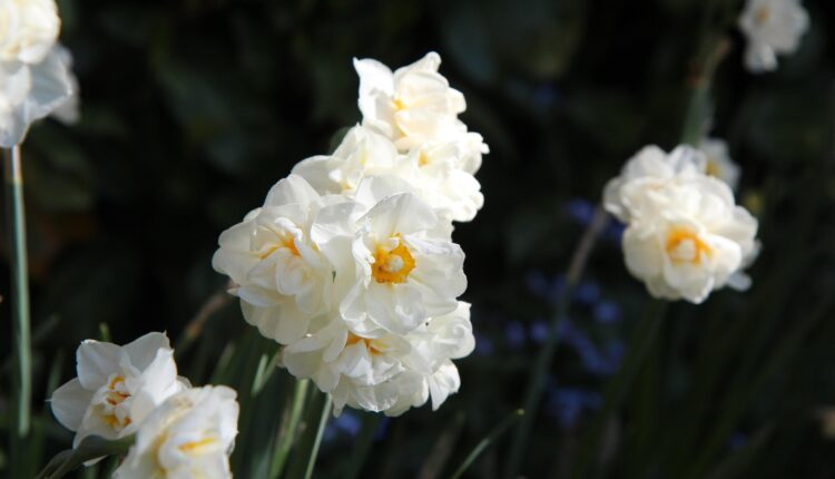 Nergis Çiçeği Hangi Aylarda Olur? Mevsimine Göre Rehber