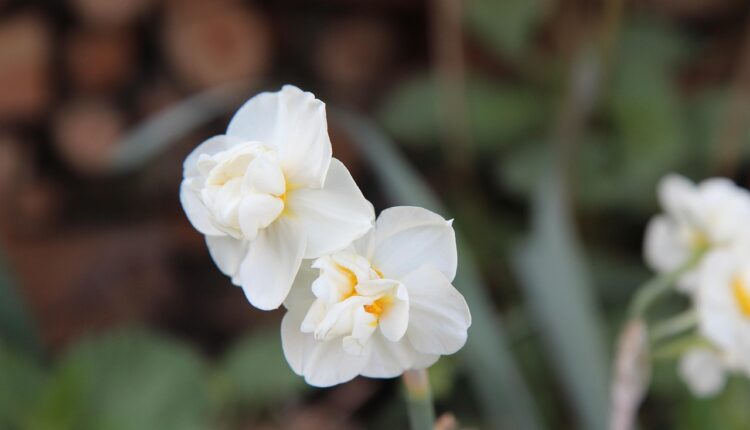 Nergis Çiçeği Hikayesi ve Mitolojik Anlamı Nedir?