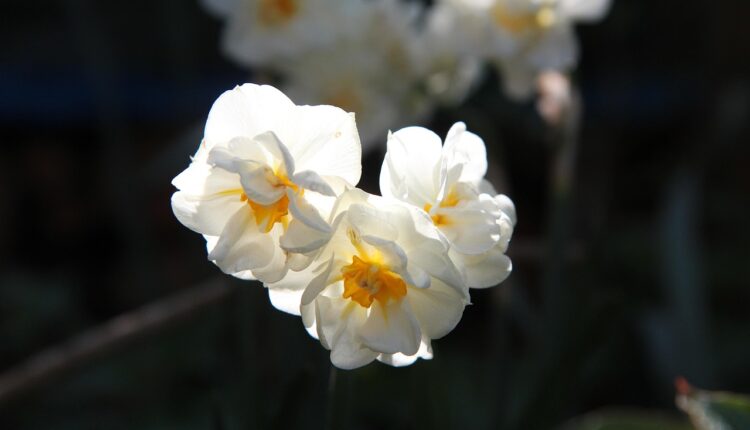Nergis Çiçeği ile İlgili Hadis Var mı?