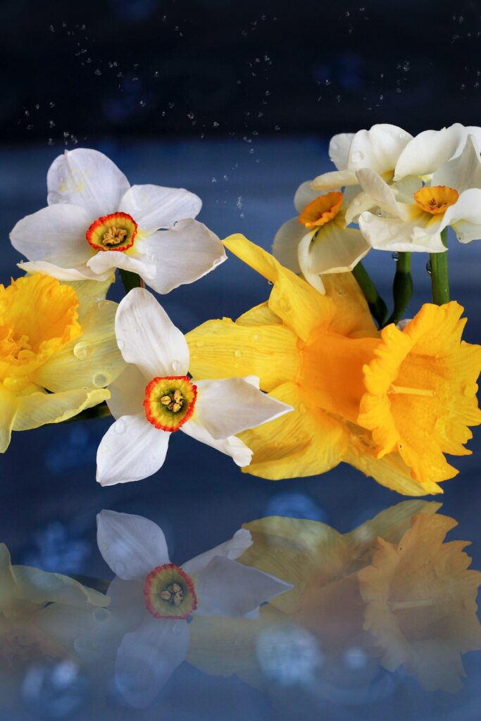 Nergis Çiçeğinin Suyu Nasıl Kullanılır? Faydaları ve Etkileri