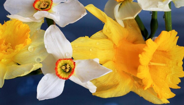 Nergis Çiçeğinin Suyu Nasıl Kullanılır? Faydaları ve Etkileri