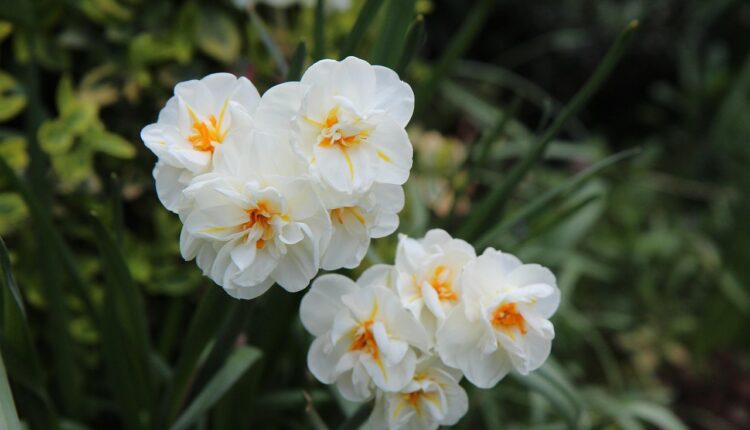 Nergis İsminin ve Çiçeğinin Gerçek Anlamı Nedir?