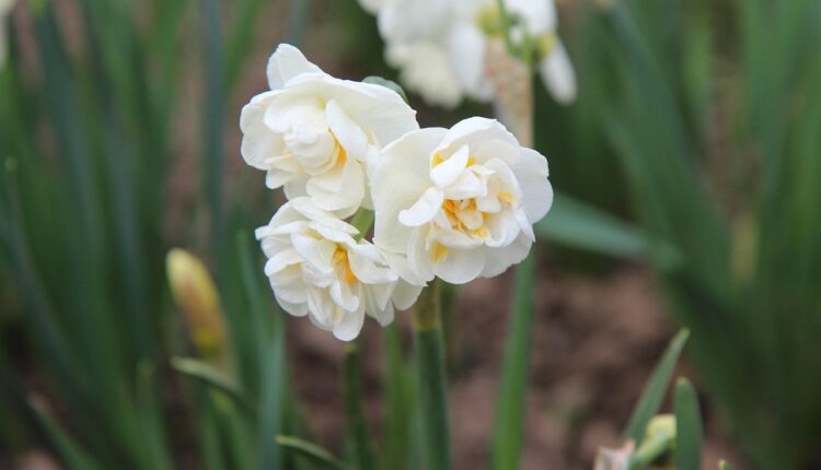 Nergis Koklamak Ne Anlama Gelir? Gizli Mesajı Nedir?