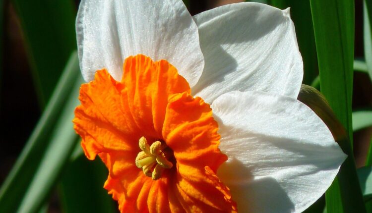 Peygamber Efendimizin En Sevdiği Çiçek Nergis