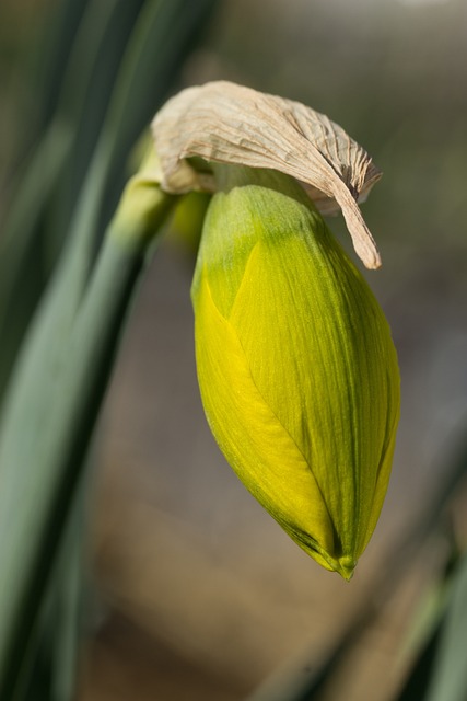 Dağ Nergisi Çiçeği