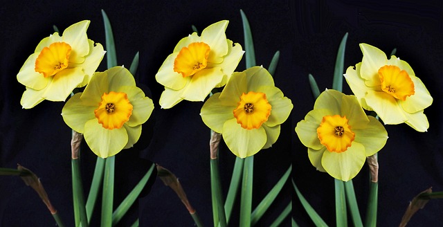 Hediye Nergis Çiçeği