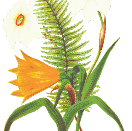 Hediyelik Nergis Çiçeği