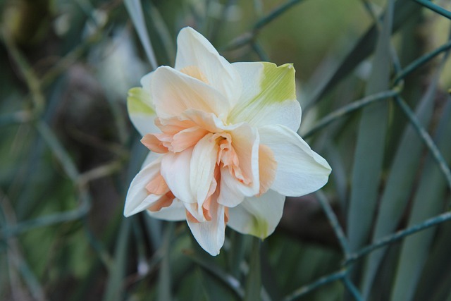 Nergis Çiçeği Satın Al