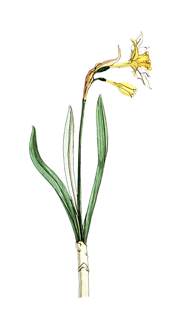 Nergis Nerede Satılıyor