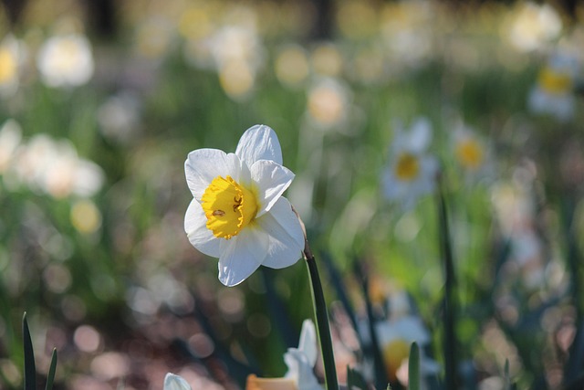 Rüyada Nergis Çiçeği Satın Almak Rüyada Nergis Çiçeği Satın Almak