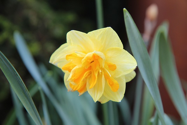 Rüyada Nergis Çiçeği Satın Almak Rüyada Nergis Çiçeği Satın Almak